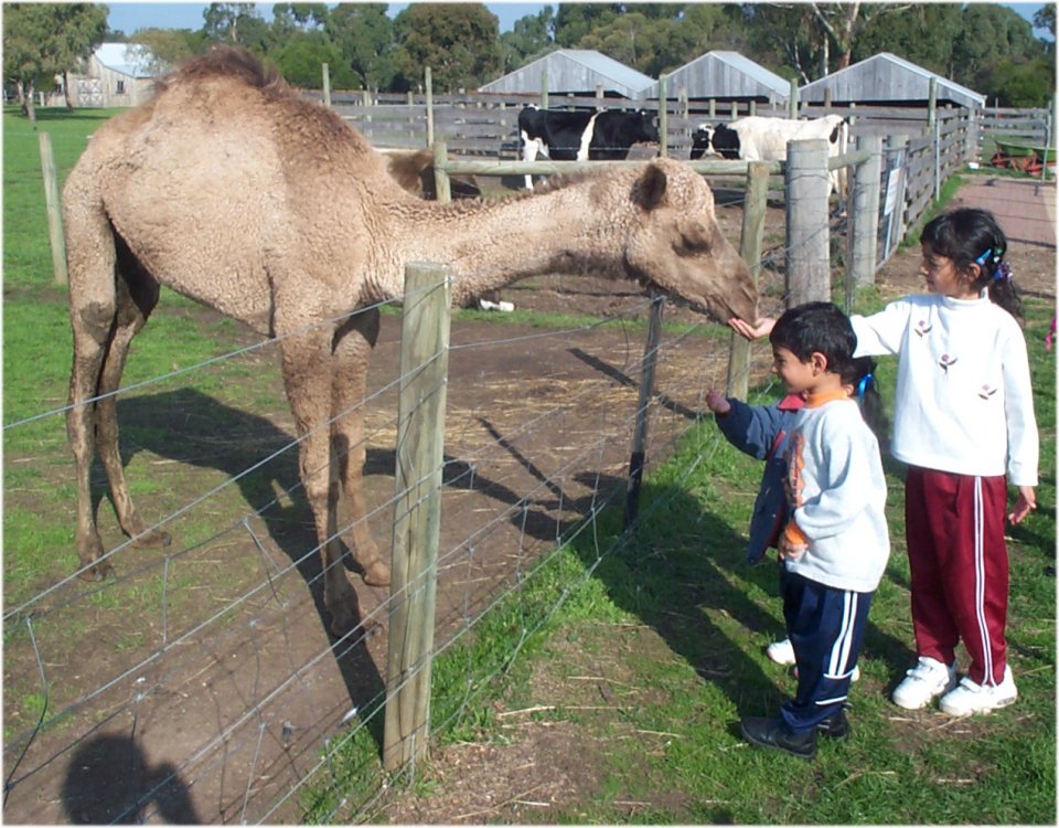 Feeding camel.jpg